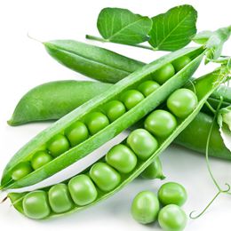  Pea Protein powder / Organic Pea Protein 80%-85%