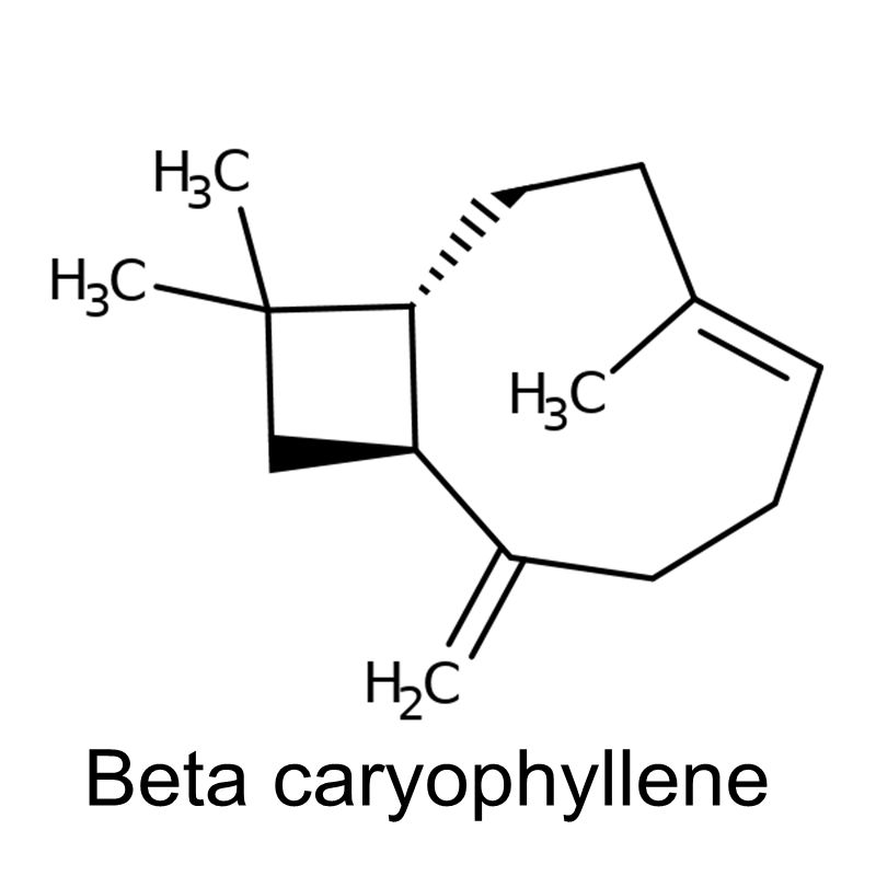 Beta-Caryophyllene