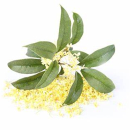 Osmanthus Absolute 