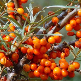 Seabuckthorn Oil